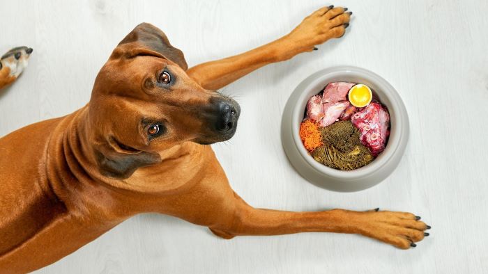 How Much Protein Does My Dog Need