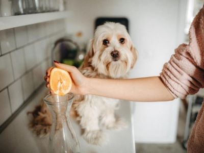 How To Feed Satsumas To Your Dog