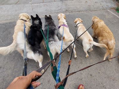Maintaining Control of the Pack