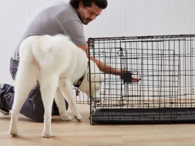 Measuring Your Dog for a Crate