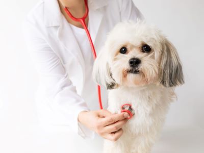 Medical issues of dogs