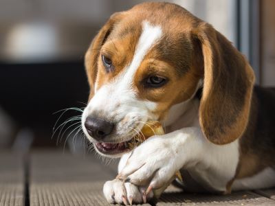 Possible Dangers of Feeding Dogs Breadsticks