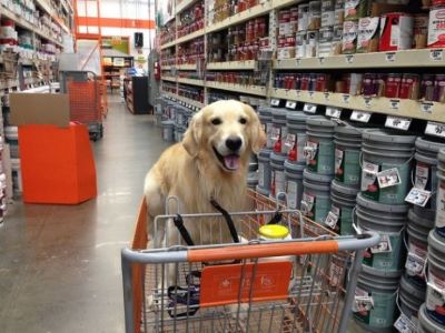 Things to Keep in Mind When Shopping with Your Dog