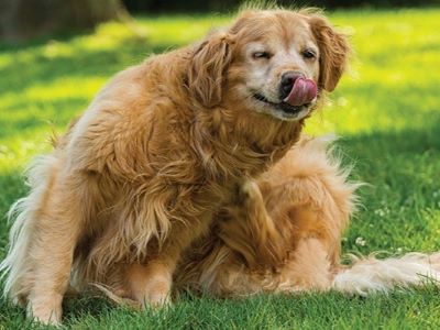 nderstand the Cause of Itchy Skin in Dogs