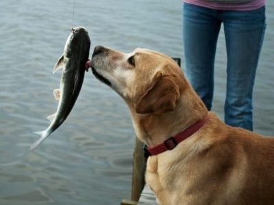 dog smelling the fish