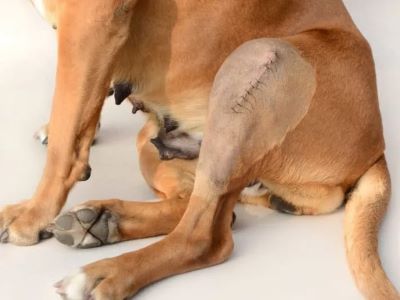 Treatment Options for a Torn ACL in Dogs