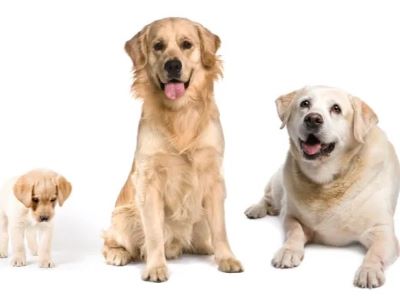 Feed Celeriac to Your Dog