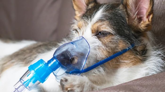 Can Dogs Have Asthma?