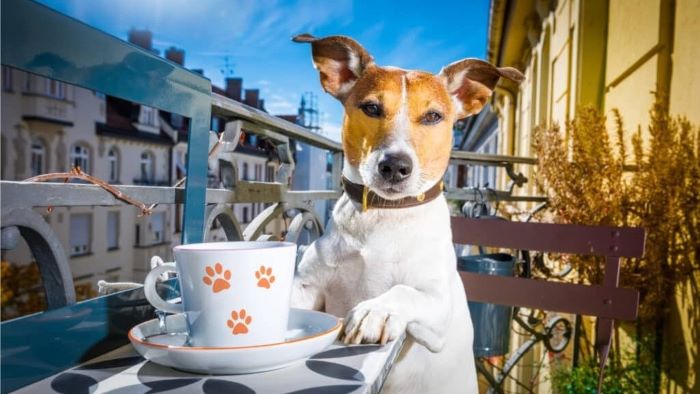 Can Dogs Drink Tea