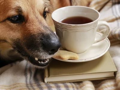 dog trying to eat tea biscuit