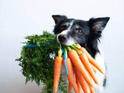 dog with carrots 
