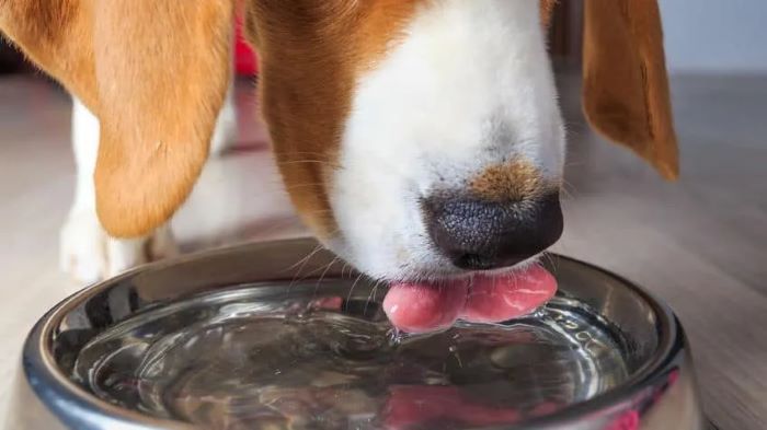 Older Dog Starts Drinking a Lot of Water