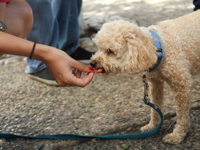 Dog Eating Apricot