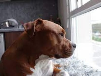 dog looking out the window