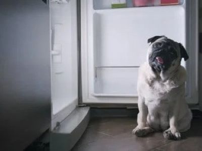 Dog Near Fridge