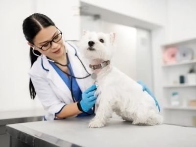 Veterinary Help