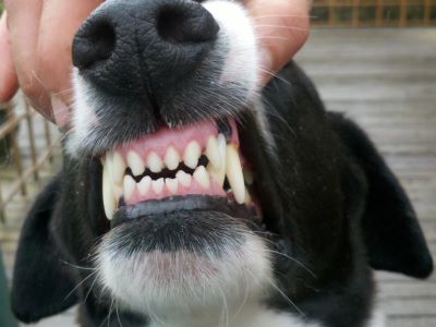 Remove Tartar From Dog Teeth