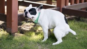 Why was my Dog's poop white?