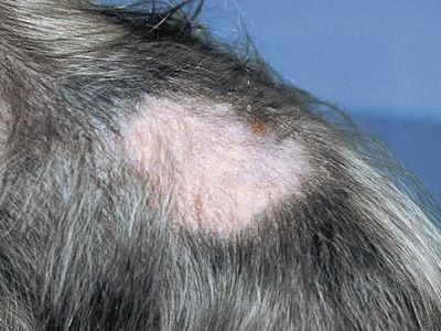 hair loss in dogs 