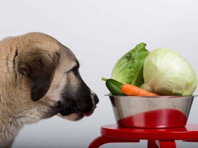 Can Dogs Eat Raw Courgette?