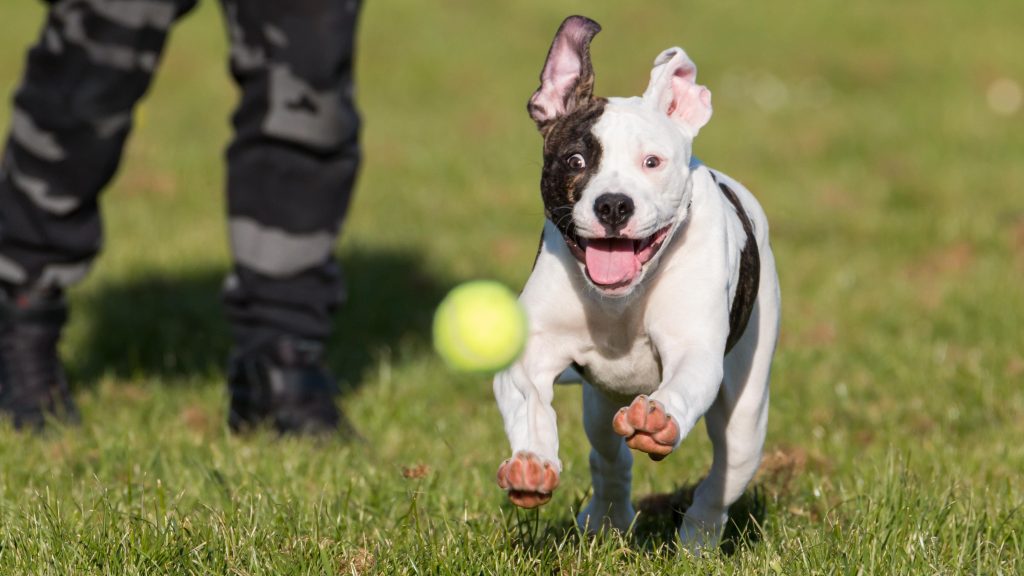 Why Do Dogs Love Balls? 