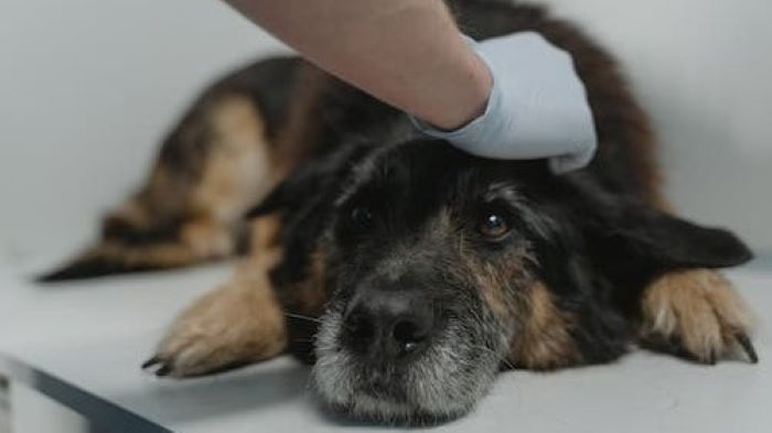 when to euthanize a dog with cushing's disease?