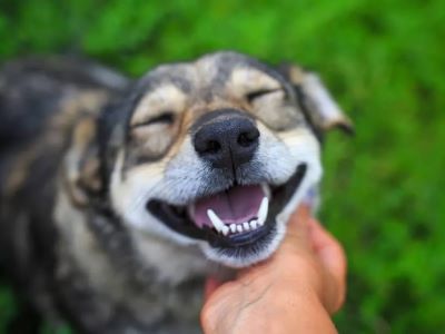 Prevent Teeth Grinding in Dogs