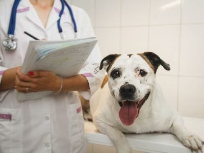 When To See A Vet?