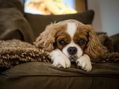 signs of lactose intolerance in dogs