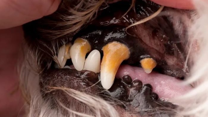 How To Remove Tartar From Dog Teeth?