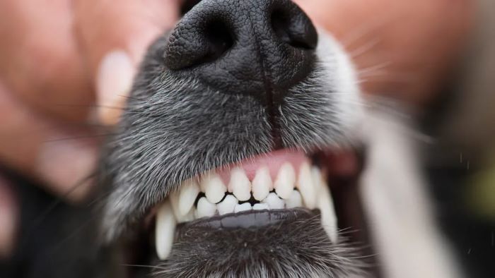 Why Does My Dog Grind His Teeth?