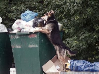 dog eating from trash can