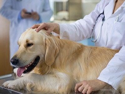 vet checking dog 