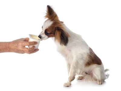 Alternatives to custard for dogs