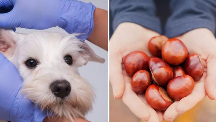 Curated visual reference: Dogs And Beetroot Poisoning Reference: Can Dogs Eat Beetroot Exploring The Nutritional Benefits And Risks