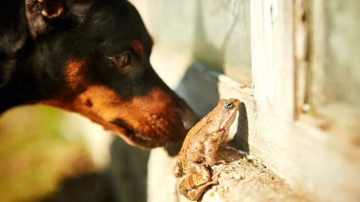 Are Toads Poisonous to Dogs