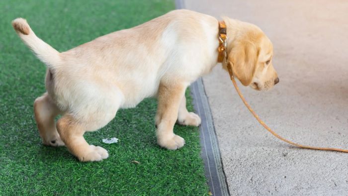 Best Artificial Grass Cleaner For Dog Urine UK