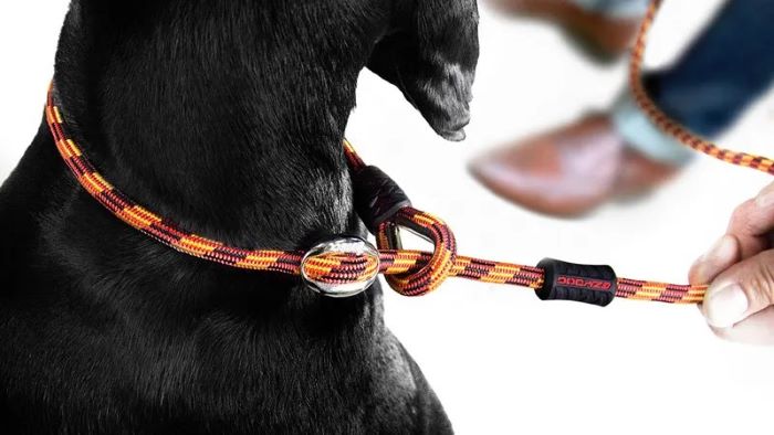 Best Dog Slip Leads UK