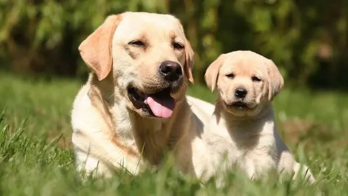 Can Adult Dogs Eat Puppy Food