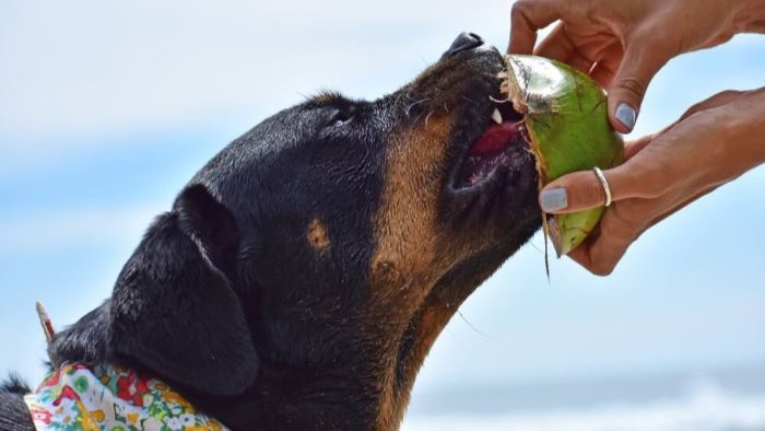 Can Dogs Drink Coconut Milk? How to Introduce It Safely? - WeWantDogs