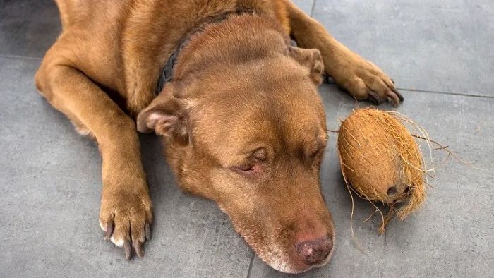 Can Dogs Drink Coconut Milk? How to Introduce It Safely?