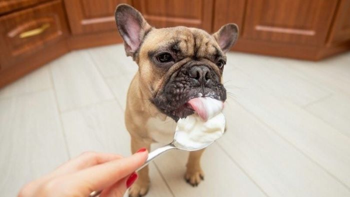 Can Dogs Eat Custard? Everything You Should Know!