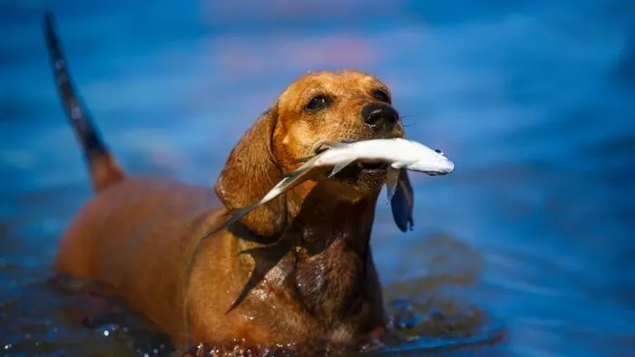 Can Dogs Eat Fish