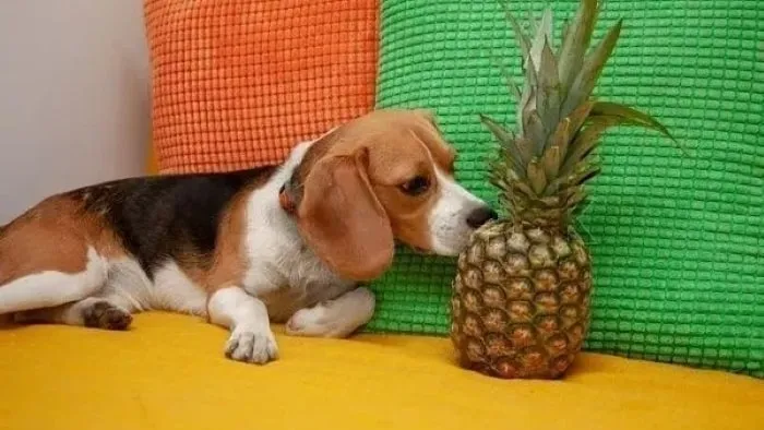 Can Dogs Eat Pineapple