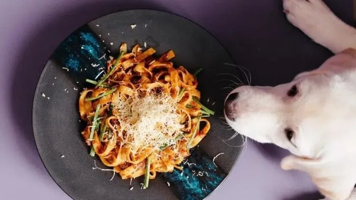 Can Dogs Eat Spaghetti Bolognese