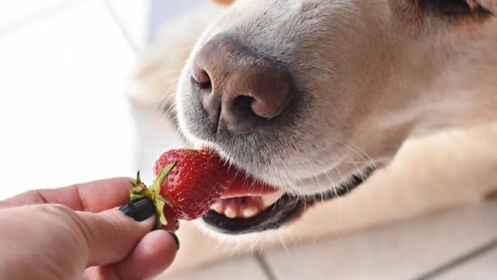 Can Dogs Eat Strawberries