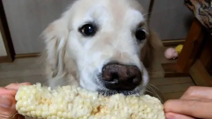 Can Dogs Eat Sweetcorn