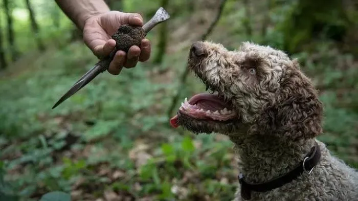 Can Dogs Eat Truffle