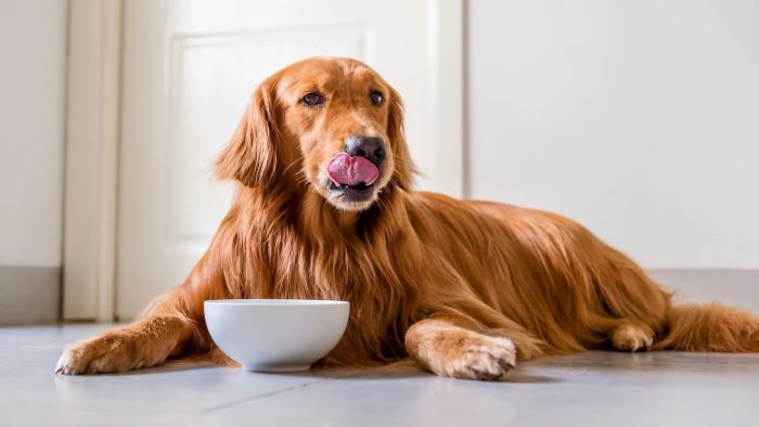 Can Dogs Eat Yoghurt