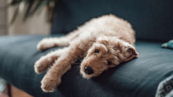 Can Dogs Get the Flu? How to Spot the Signs of Canine Influenza?